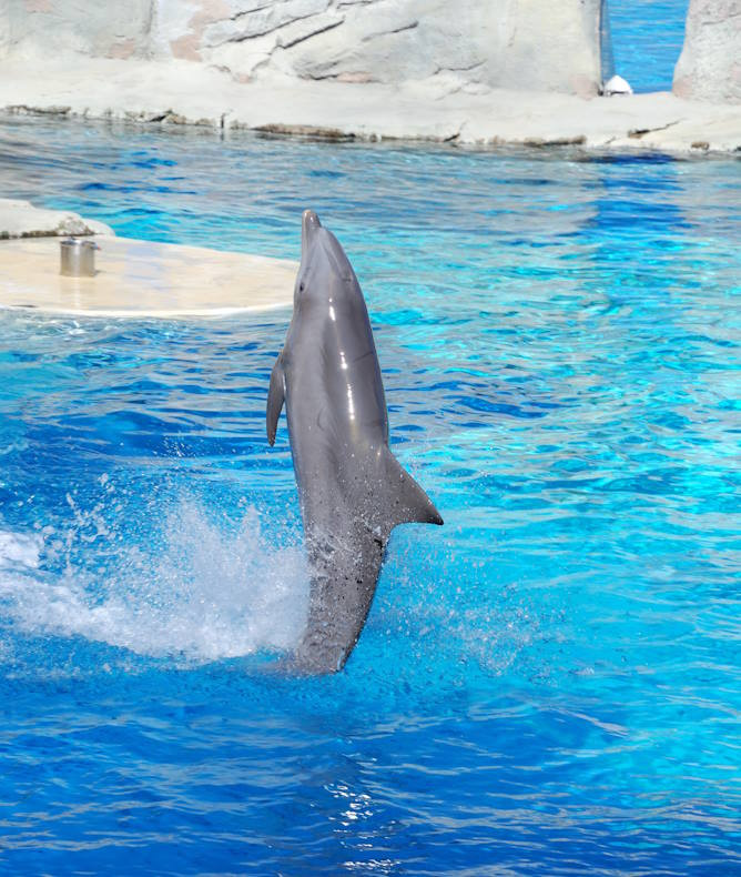 media.Spettacolo-delfini-al-parco-tematico-Oltremare-Riccione-ingressi-gratuiti-per-tutta-la-famiglia-in-vacanza-al-Club-Family-Hotel-668x790